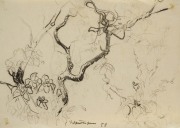 Baum